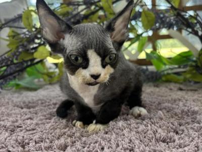 Simba - Devon Rex - Gallery Photo #1