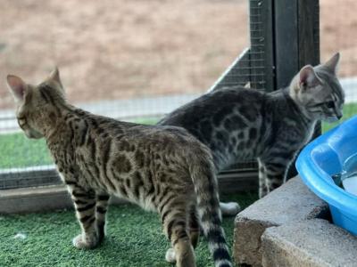 Purebred Bengal - Bengal - Gallery Photo #1