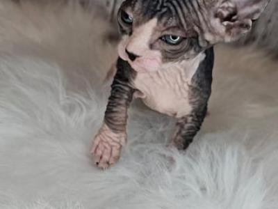 Sphynx Hairless Kittens - Sphynx - Gallery Photo #1