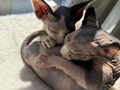 Allysa's Litter Purebred TICA Registered - Sphynx - Gallery Photo #1