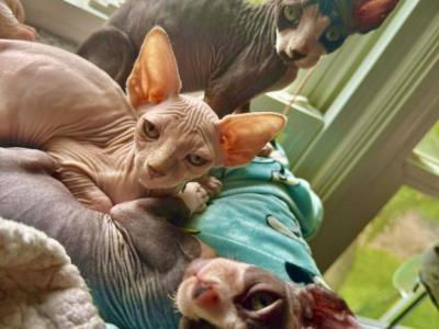 Ready 4 Forever Home Allysas Litter Purebred Tica - Sphynx - Gallery Photo #1