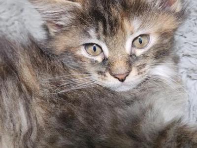 Tortie Maine Coon Named Cookie - Maine Coon - Gallery Photo #1