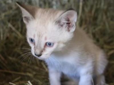 NH Siamese - Siamese - Gallery Photo #1