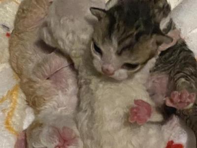 Devon Rex Kittens - Devon Rex - Gallery Photo #1