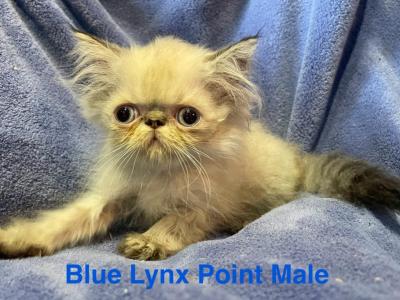 Blue Lynx Point Male - Himalayan - Gallery Photo #1