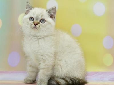 Furysa - British Shorthair - Gallery Photo #1