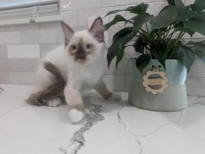 MILO - Ragdoll - Gallery Photo #1