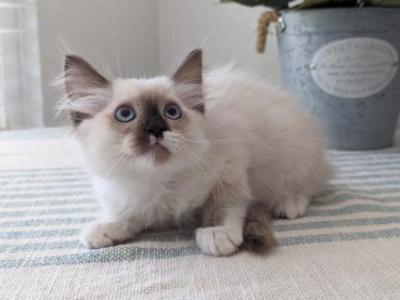 Charming - Ragdoll - Gallery Photo #1