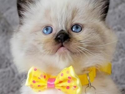 PURE Breed Ragdoll Boy TICA Registered - Ragdoll - Gallery Photo #1