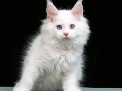 Litter 4 Blue Eyes - Maine Coon - Gallery Photo #1