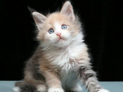 Blue Eyes - Maine Coon - Gallery Photo #1