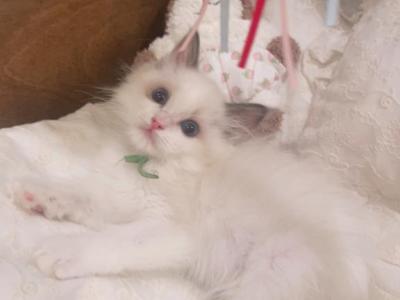 Lulu - Ragdoll - Gallery Photo #1