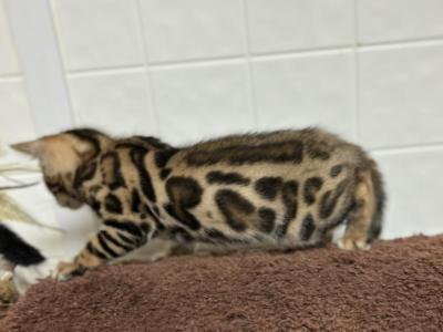 Jupiters Litter - Bengal - Gallery Photo #1