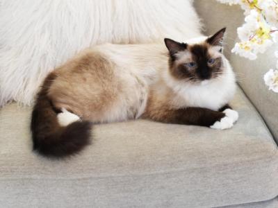 Seal Mitted Ragdoll Female Cat - Ragdoll - Gallery Photo #1