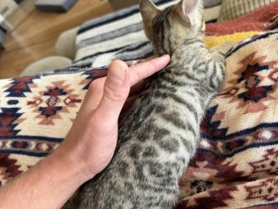 Cashmere Bengal Kittens - Bengal - Gallery Photo #1