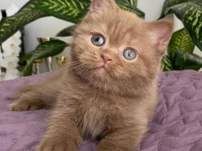 To To British Shorthair Male Cinnamon - British Shorthair - Gallery Photo #1