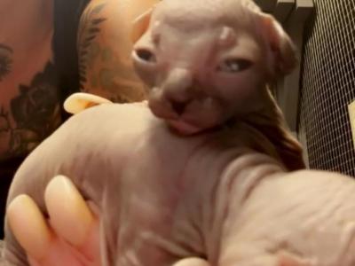 Litter B - Sphynx - Gallery Photo #1