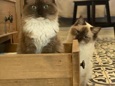 TICA Registered Adult Ragdoll - Ragdoll - Gallery Photo #1