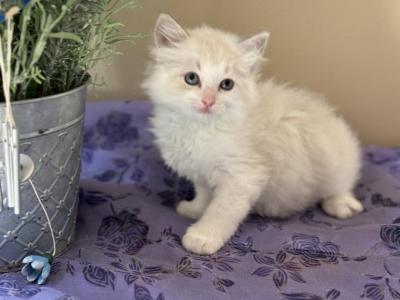 Ragdoll Kitten Ready For Summer Fun - Ragdoll - Gallery Photo #1