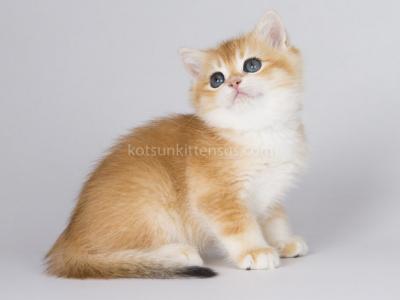 Piiron Golden Shell Ny 12 British Shorthair Boy - British Shorthair - Gallery Photo #1