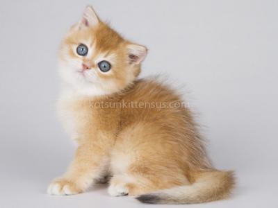 Piskon Golden Shaded Ny 11 British Shorthair Boy - British Shorthair - Gallery Photo #1