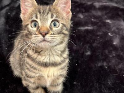 Toyger Kitten - Toyger - Gallery Photo #1