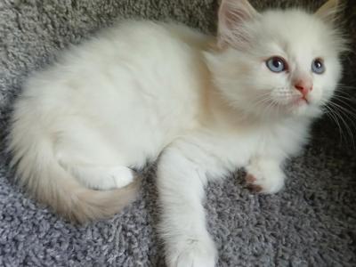 Ragdoll Perfections - Ragdoll - Gallery Photo #1