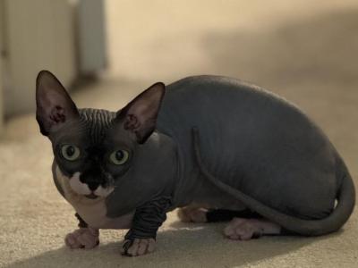 Bambino Female - Sphynx - Gallery Photo #1