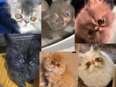 Flat Face Persian Kittens All Colors Georgia - Persian - Gallery Photo #1