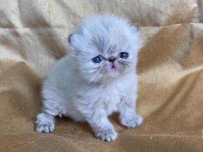 Kingsley Beauty - Persian - Gallery Photo #1