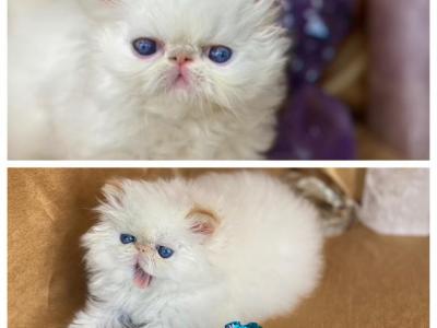 Kingsley Dream - Persian - Gallery Photo #1