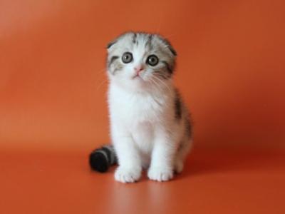 Leon Scottish - Scottish Fold - Gallery Photo #1