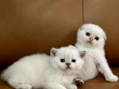 Litter S - Scottish Fold - Gallery Photo #1