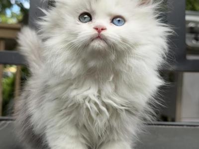 Silver Persian - Persian - Gallery Photo #1