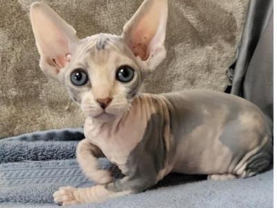 Lola - Sphynx - Gallery Photo #1