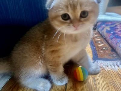 M - Scottish Fold - Gallery Photo #1