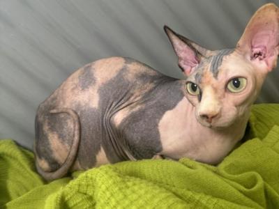 Liana Calico - Sphynx - Gallery Photo #1