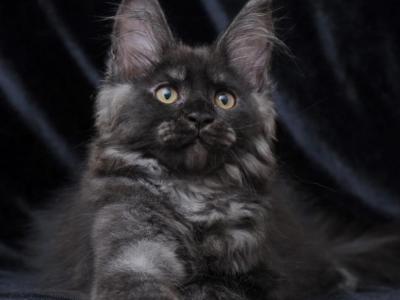 Diaspora - Maine Coon - Gallery Photo #1