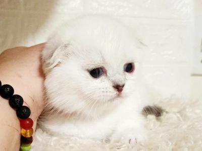 Scottish Fold Blue Eyed Chinchilla Girl - Scottish Fold - Gallery Photo #1