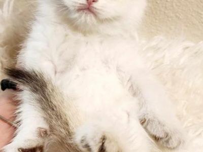 Scottish Fold Chinchilla Girl BEAUTIFUL - Scottish Fold - Gallery Photo #1