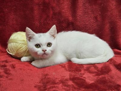 Yellow - British Shorthair - Gallery Photo #1