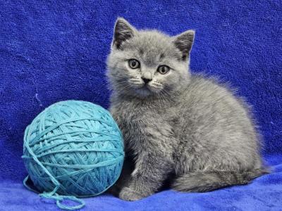 Aqua - British Shorthair - Gallery Photo #1