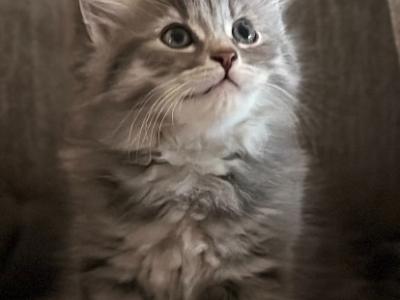 Alpha's Kittens - Siberian - Gallery Photo #1