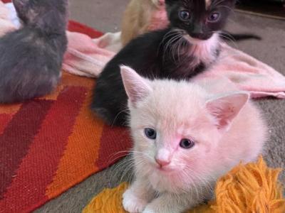 Pearls Kittens - Domestic - Gallery Photo #1