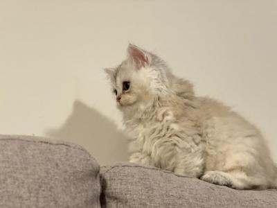 Adorable Kitten - Persian - Gallery Photo #1