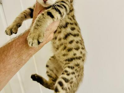 Savannah Lynx Jungle Cat - Savannah - Gallery Photo #1