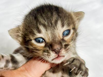 Gru Brown Charcoal Spotted Bengal Kitten - Bengal - Gallery Photo #1