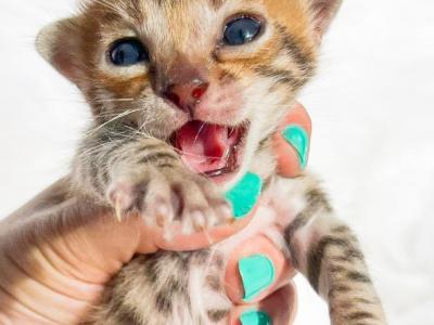 King Bob Brown Spotted Bengal Kitten - Bengal - Gallery Photo #1