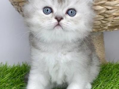 Simba King Of Diamond Island - Scottish Fold - Gallery Photo #1