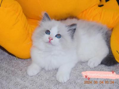 Luna - Ragdoll - Gallery Photo #1